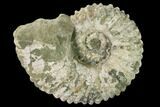 Bumpy Ammonite (Douvilleiceras) Fossil - Madagascar #160402-1